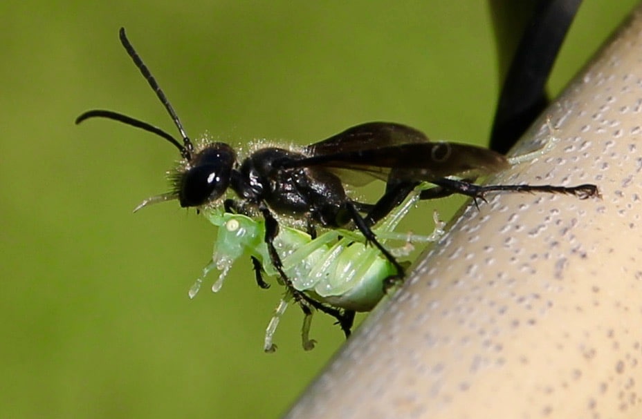 Isodonte mexicaine transportant une sauterelle / Un jardin dans le Marais poitevin.