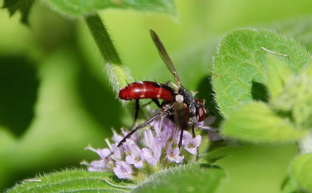 La mouche Cylindromyia bicolor.