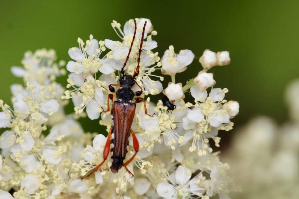 Sténoptère roux sur reine des prés.