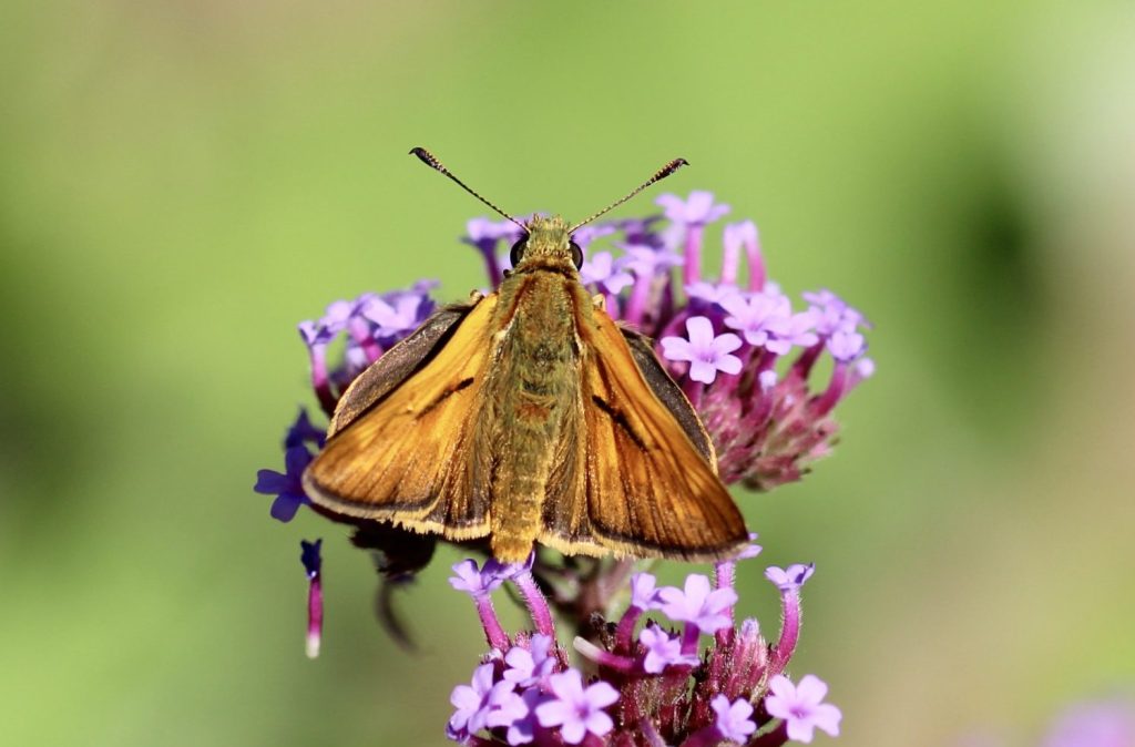Sylvaine sur verveine de Buenos Aires.