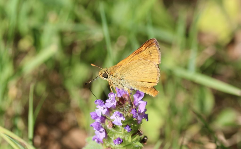 Sylvaine sur Brunelle commune.
