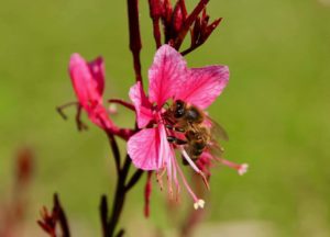 Abeille puisant le nectar d'une fleur de Gaura / Un jardin dans le Marais poitevin.