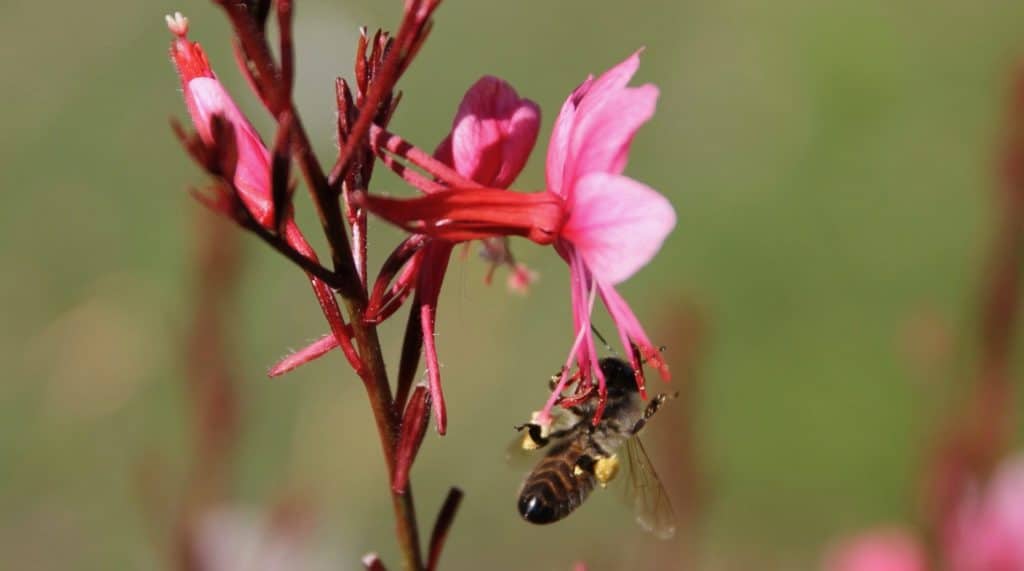 Abeille collectant le pollen d'un fleur de Gaura / Un jardin dans le Marais poitevin.