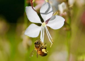 Abeille collectant le pollen d'un fleur de Gaura / Un jardin dans le Marais poitevin.
