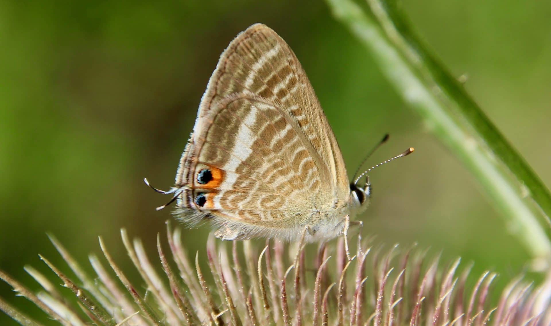 Le Machaon grand portequeue Un jardin dans le Marais poitevinUn — free download