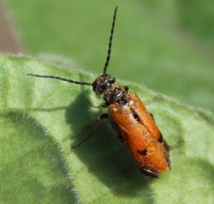 Stenoria analis sur feuille de Coqueret du Pérou (août 2019)