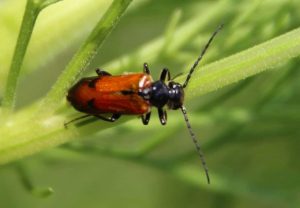 Stenoria analis sur tige de cosmos (août 2019)