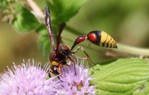L’Eumène unguiculé (Delta unguiculatum) sur capitule de Menthe sauvage. L’Eumène unguiculé (Delta unguiculatum) sur capitule de Menthe sauvage.