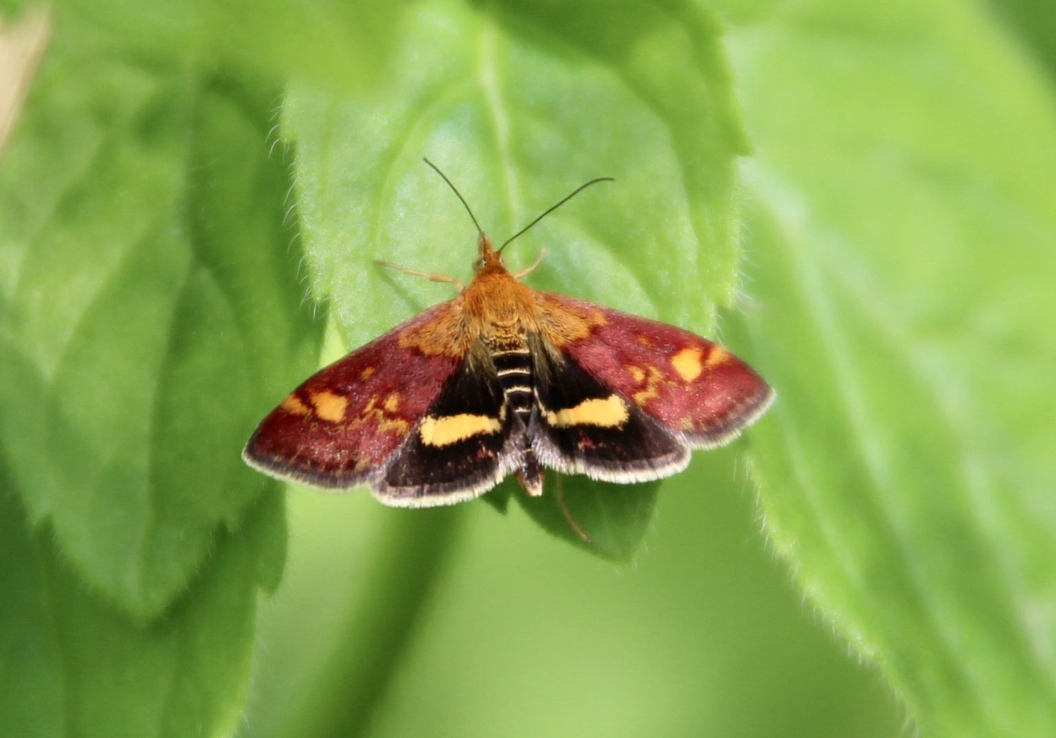 La Pyrale de la menthe Un jardin dans le Marais poitevinUn jardin