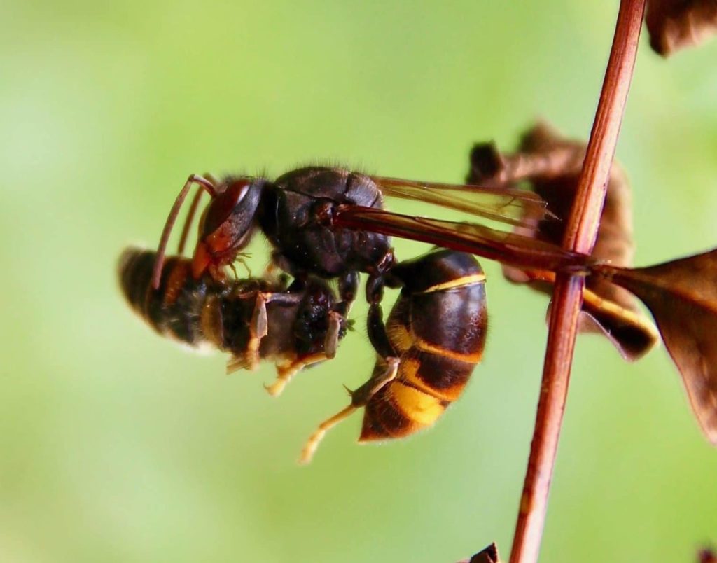 Frelon asiatique dévorant l'abdomen d'une mouche éristale capturée en vol.