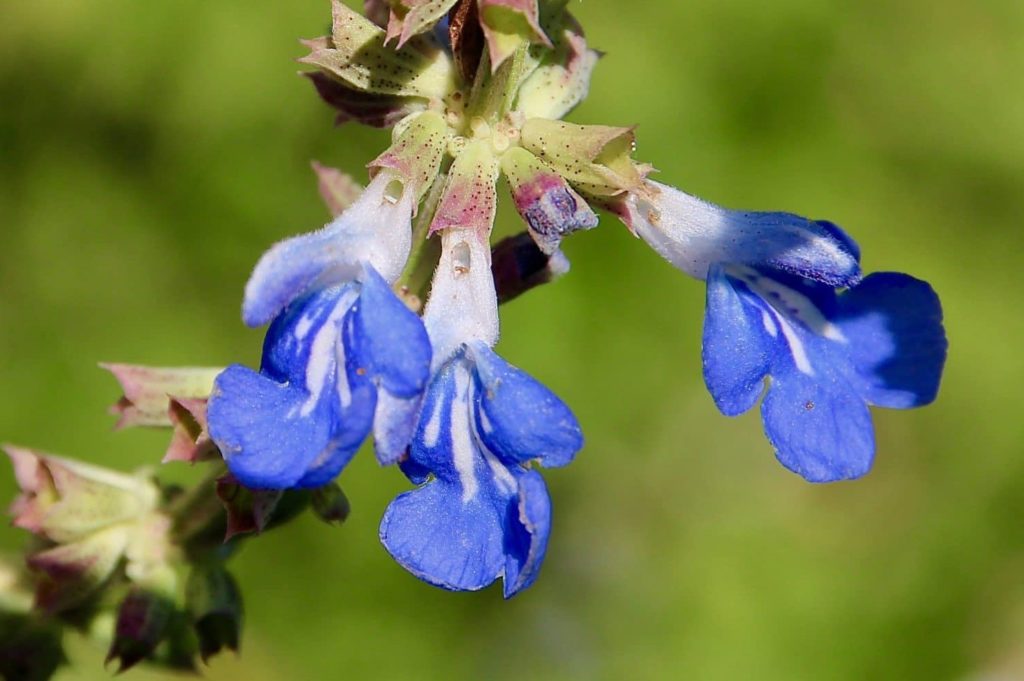 Fleurs de Sauge bleue perforées par le Bourdon des saussaies.
