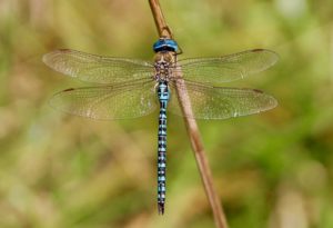 Aeschne affine, mâle, à l'affût.