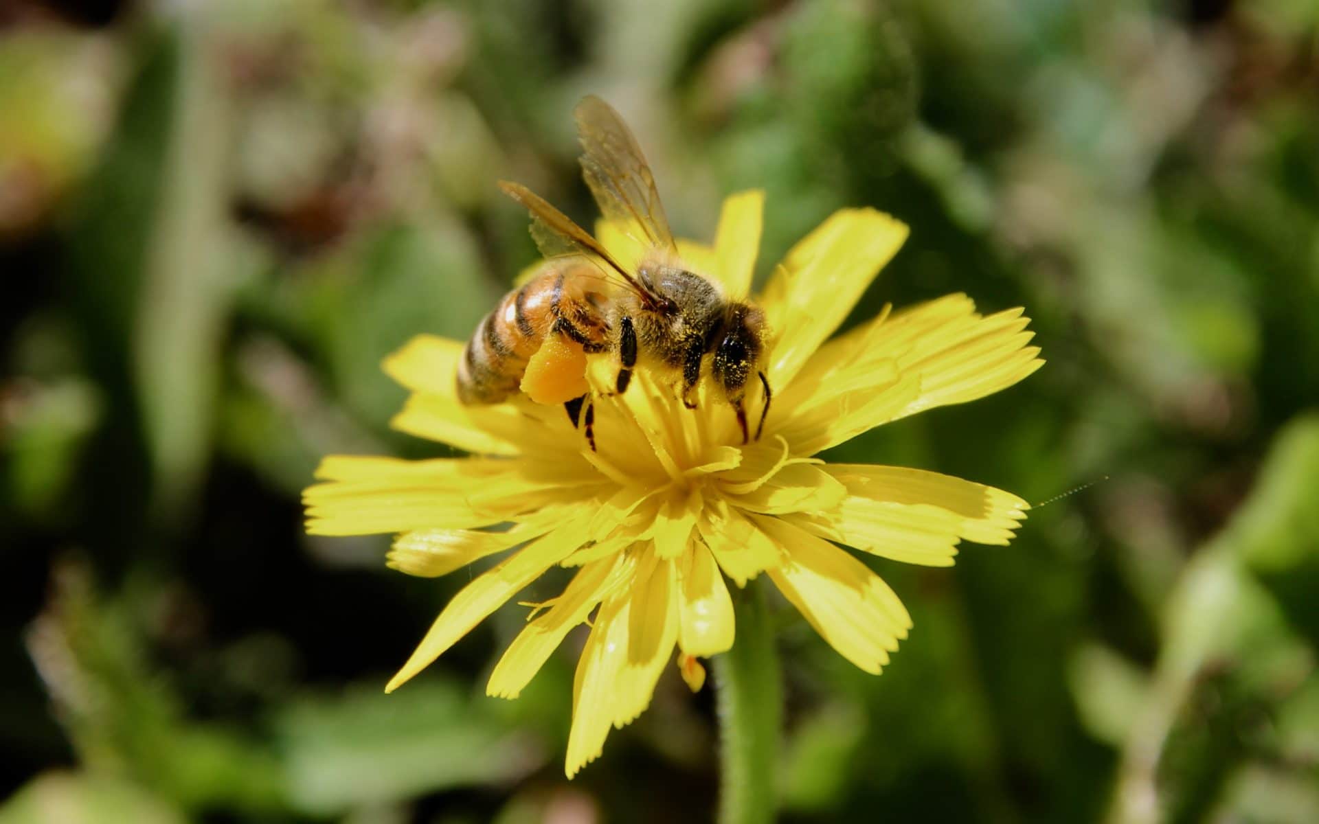 La Crépide capillaire Un jardin dans le Marais poitevinUn jardin dans