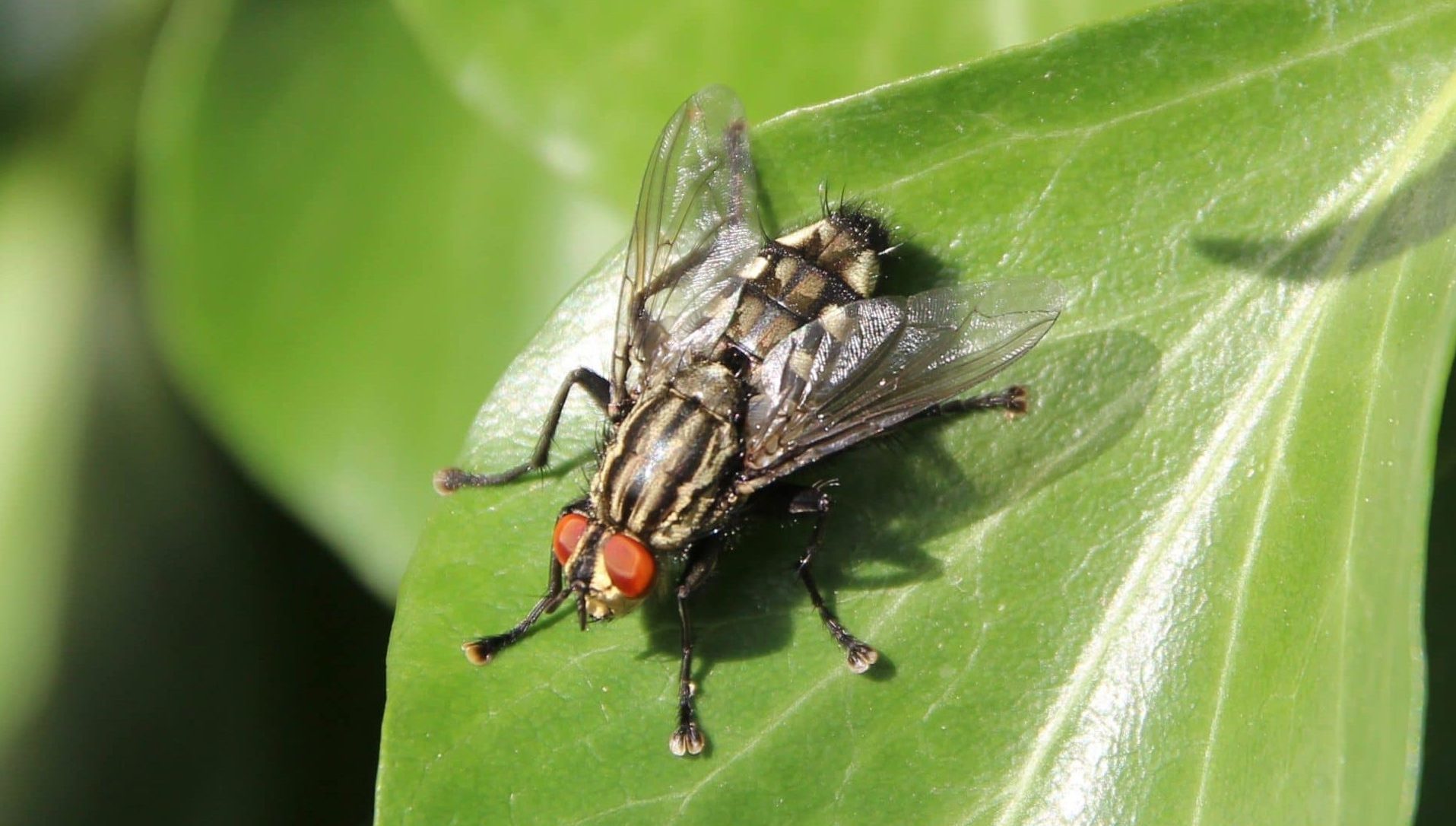 La Mouche à damier Un jardin dans le Marais poitevinUn