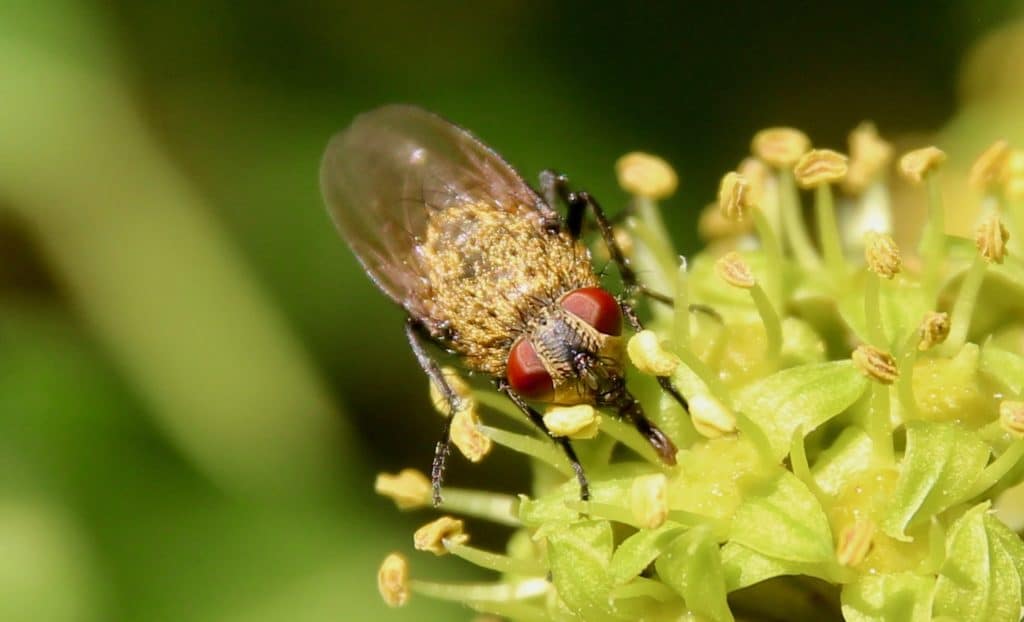 Pollénie du lombric sur inflorescence du lierre.