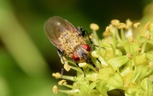Pollénie du lombric sur inflorescence du lierre. Pollénie du lombric sur inflorescence du lierre.
