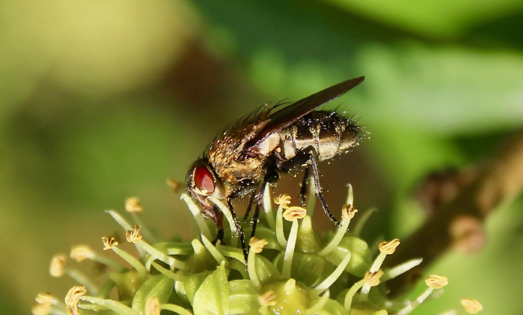 La Mouche automnale Un jardin dans le Marais poitevinUn jardin dans — free download