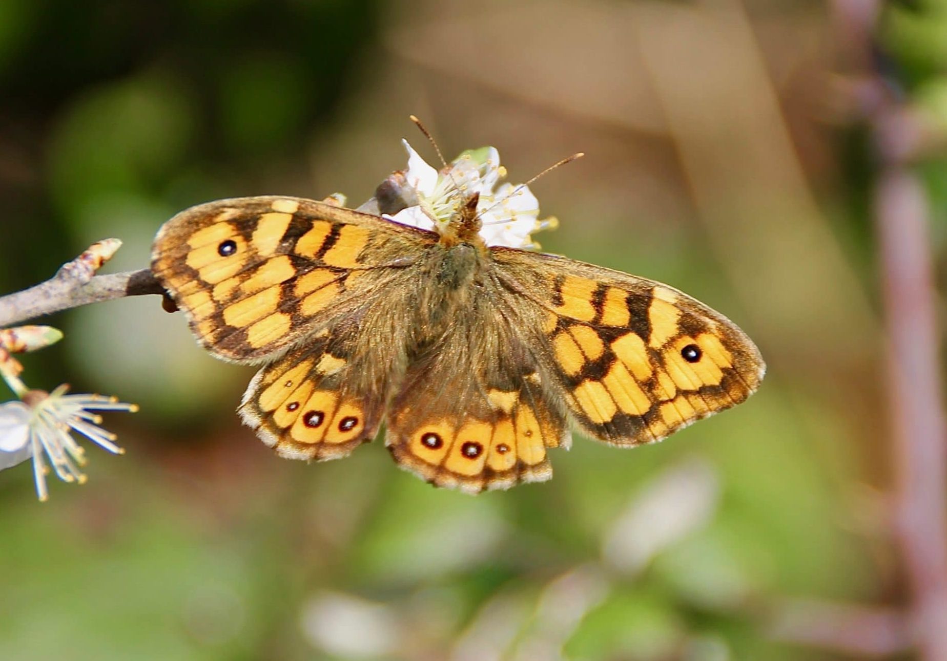 Le familier Tircis Un jardin dans le Marais poitevinUn jardin dans le