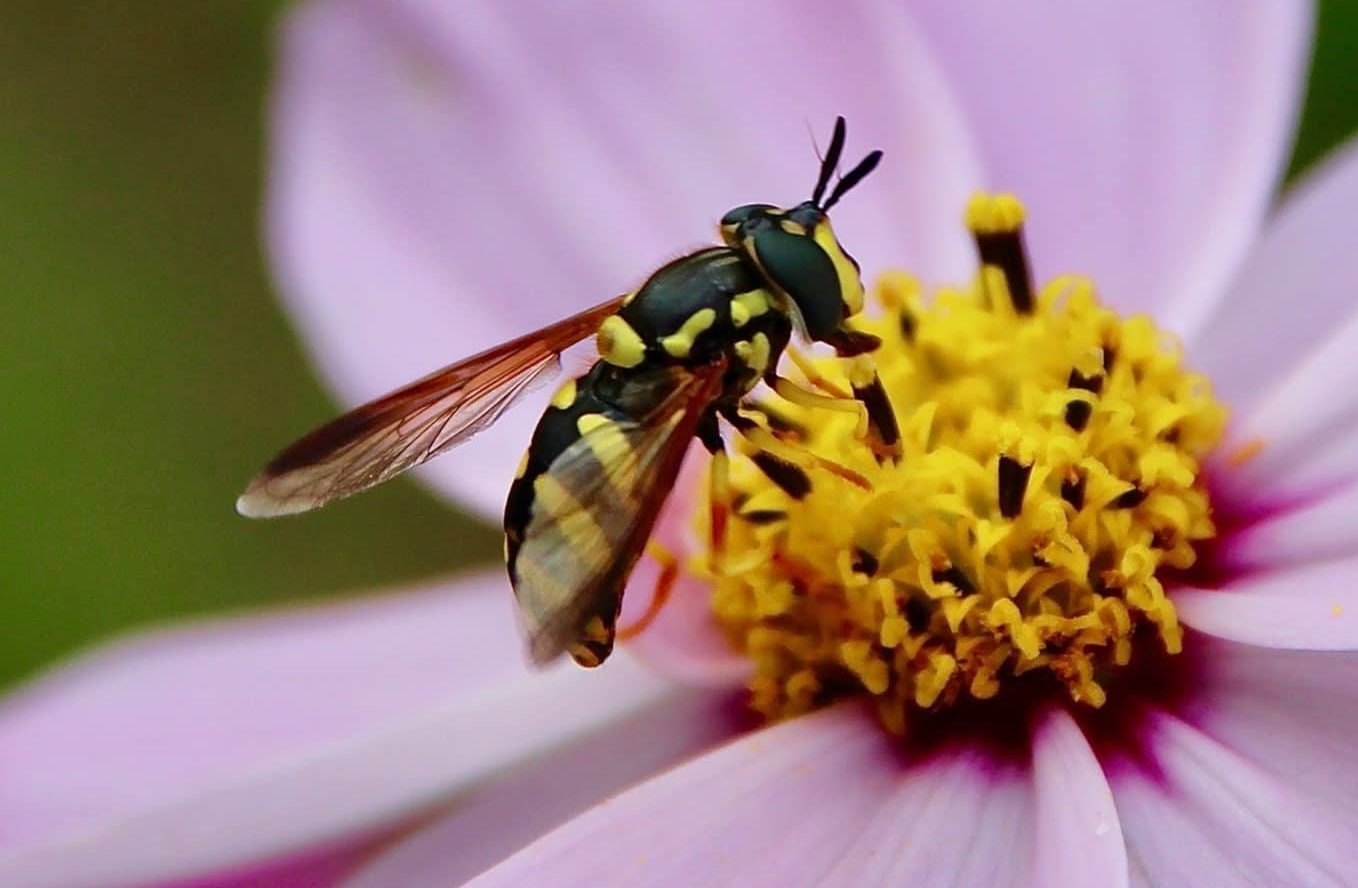 Fourmilières Dans Le Jardin