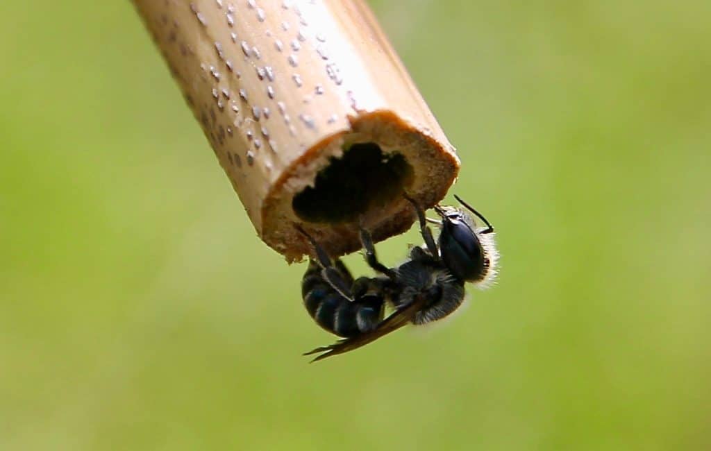 Abeille Heriades inspectant un tube de bambou avant d'y établir son nid. Abeille Heriades inspectant un tube de bambou avant d'y établir son nid.