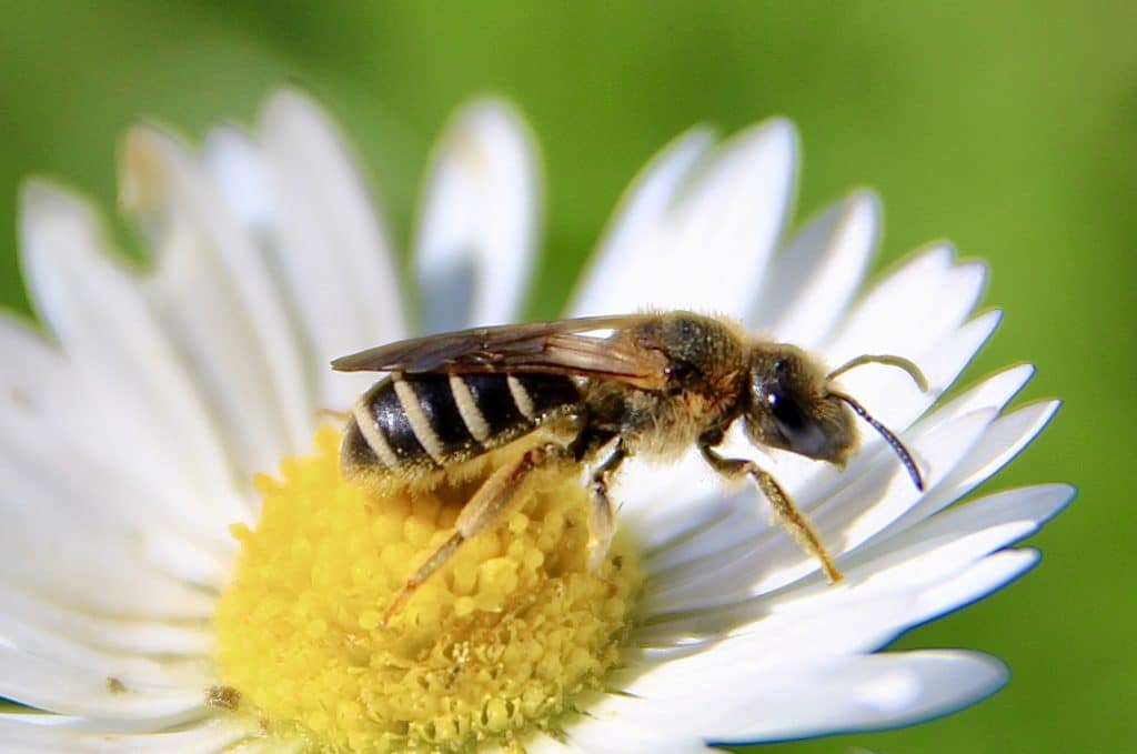 Andrène à pattes jaunes (Andrena flavipes)