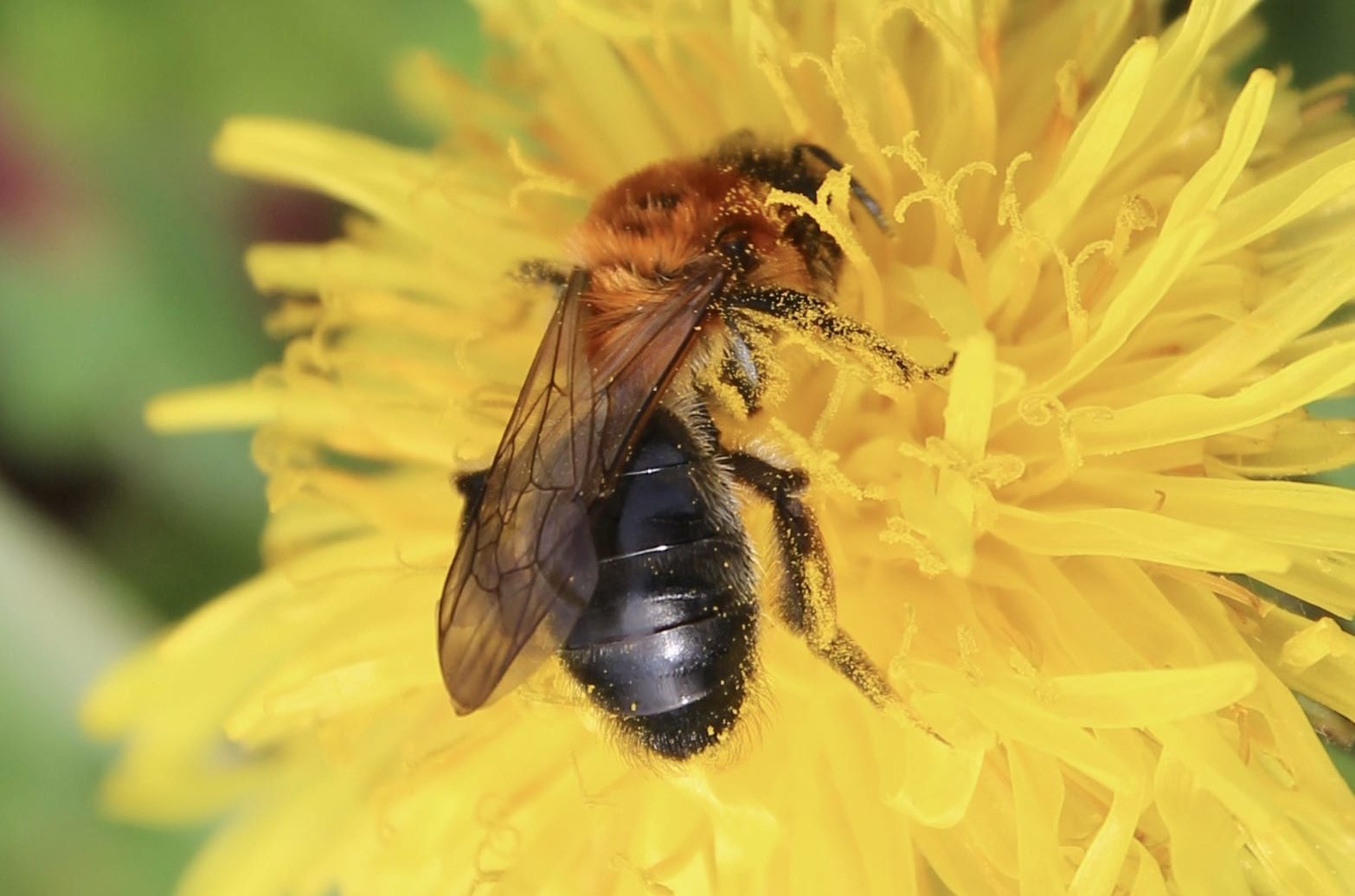 Abeilles sauvages du jardin - Un jardin dans le Marais poitevinUn
