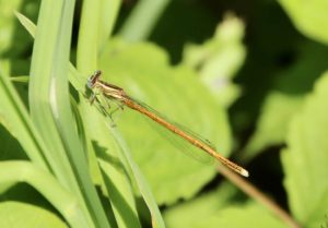 Agrion orangé, mâle.