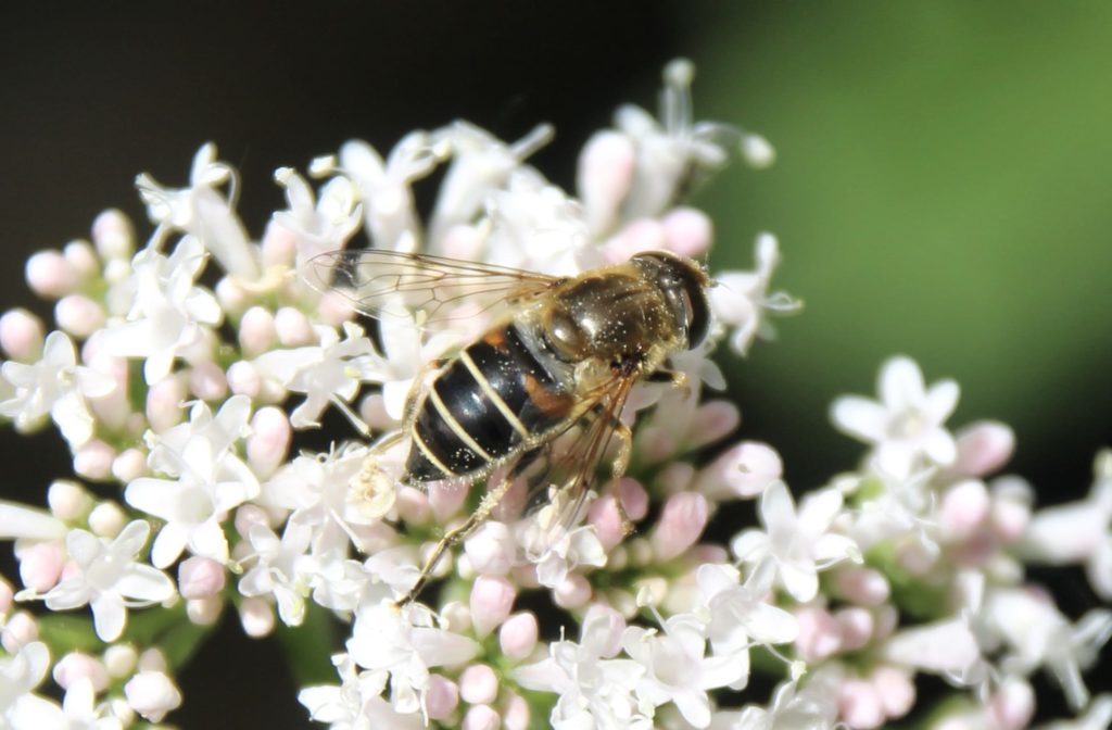 Éristale horticole, femelle.