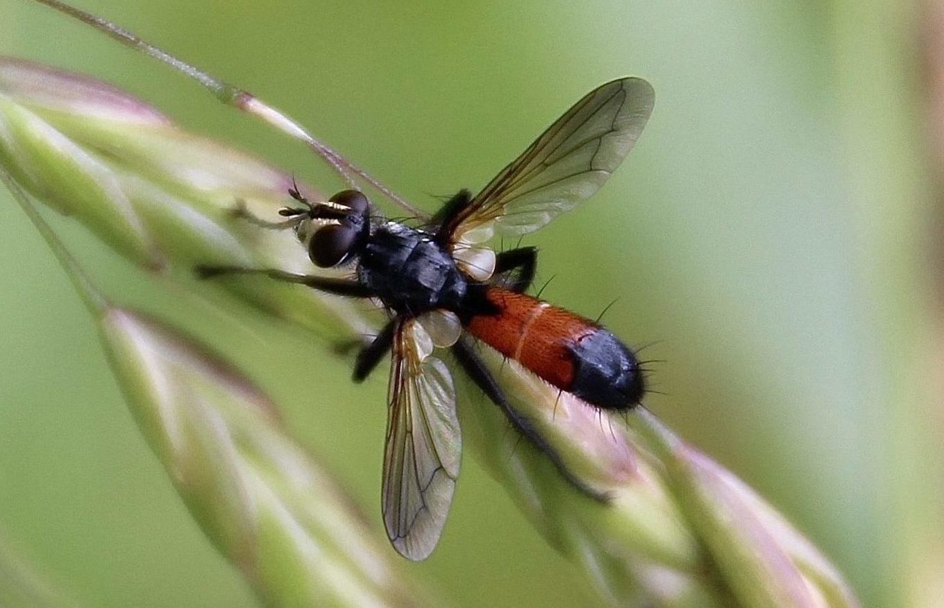 La mouche Cylindromyia brassicaria Un jardin dans le Marais poitevinUn jardin dans le Marais
