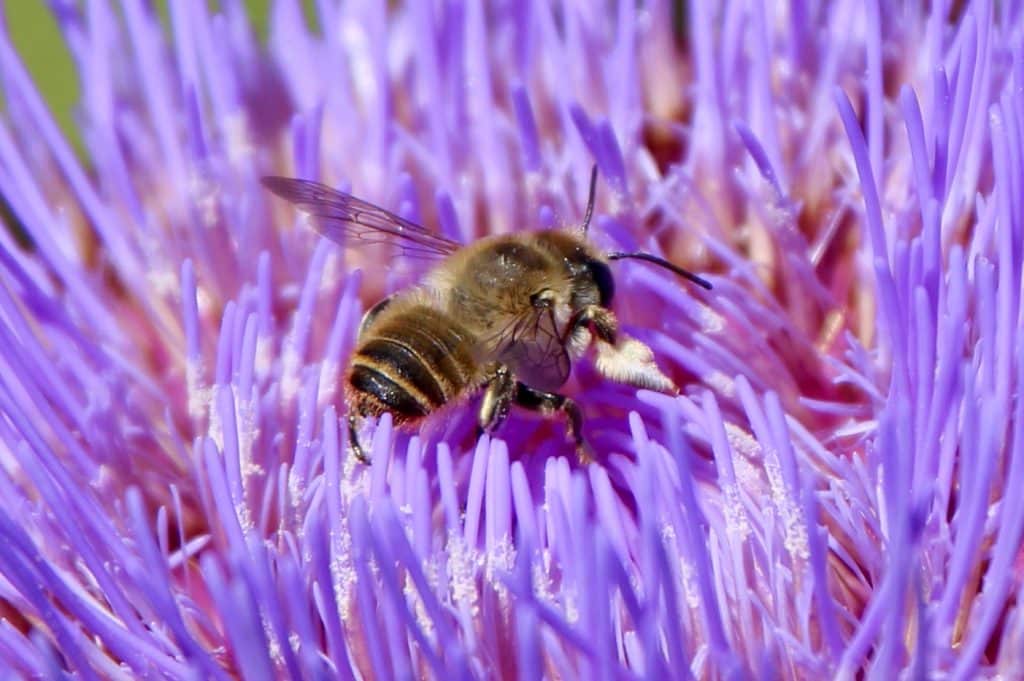 Mégachuile poignets-laineux sur artichauts en fleurs.