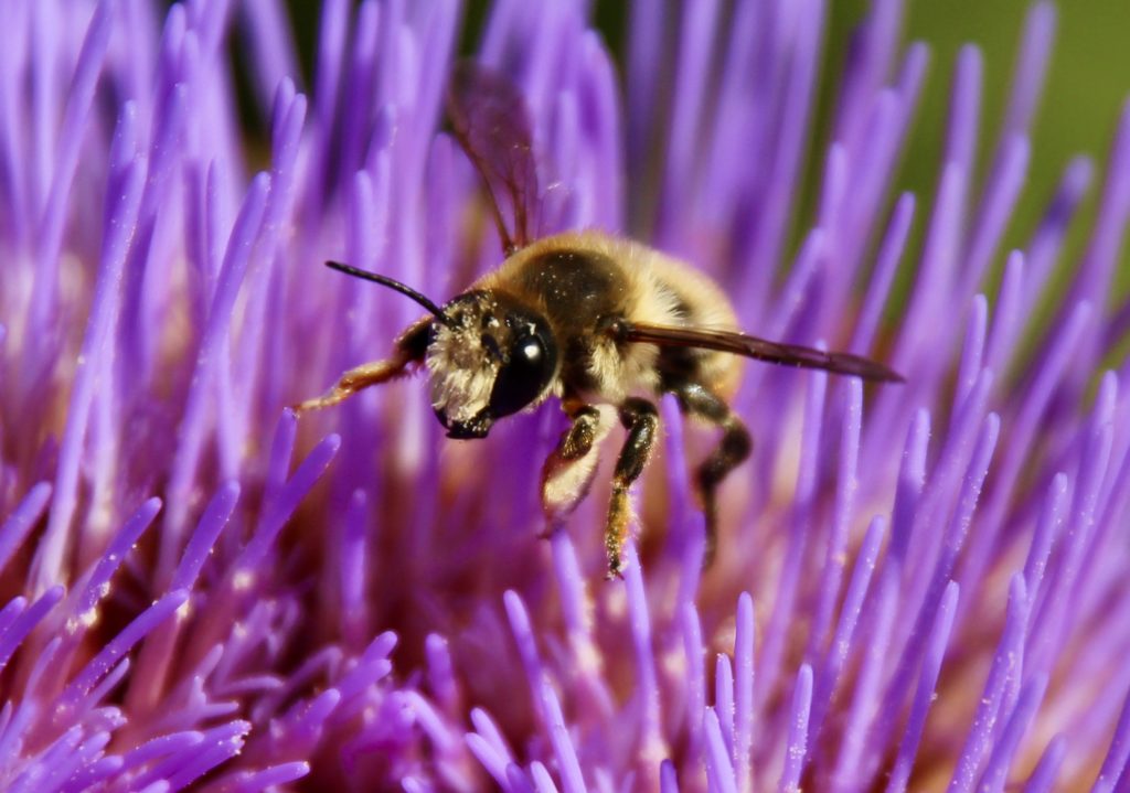 Mégachile poignets-laineux, mâle, sur capitule d'artichaut en fleurs.