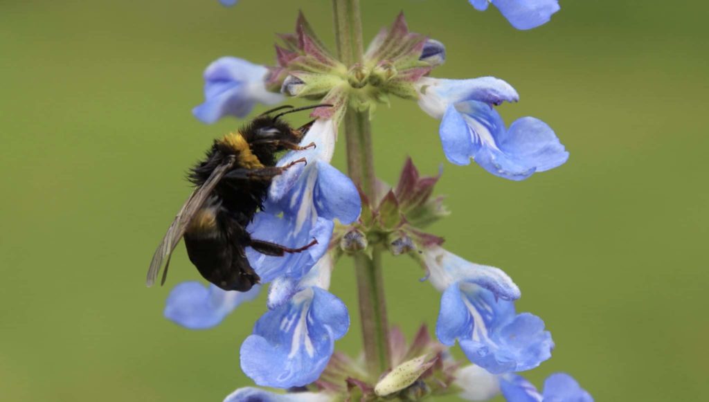Bourdon argileux sur Sauge bleue.
