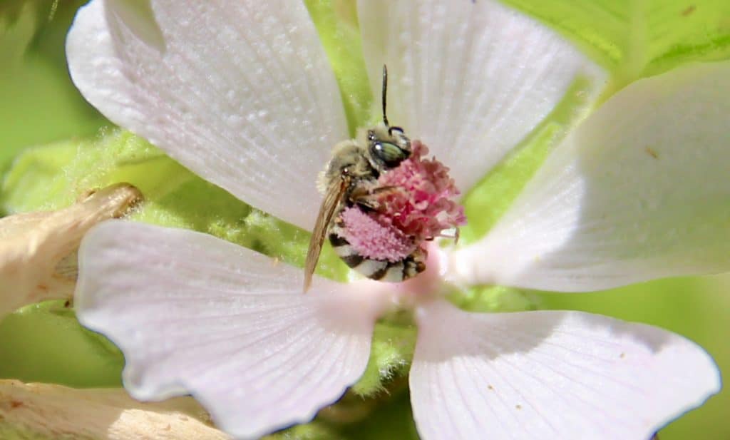 Amégille à joues blanches sur fleurs de Guimauve officinale.