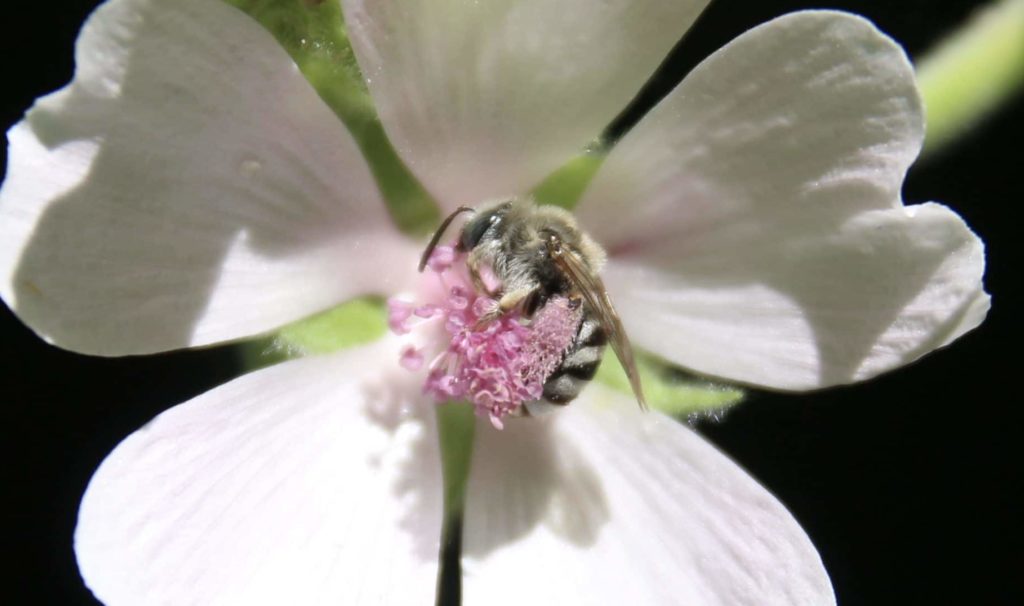 Amégille à joues blanches sur fleurs de Guimauve officinale.