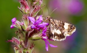 Noctuelle en deuil, alias La Funèbre, sur salicaire.