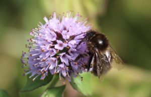 Bourdon variable sur menthe en fleurs.
