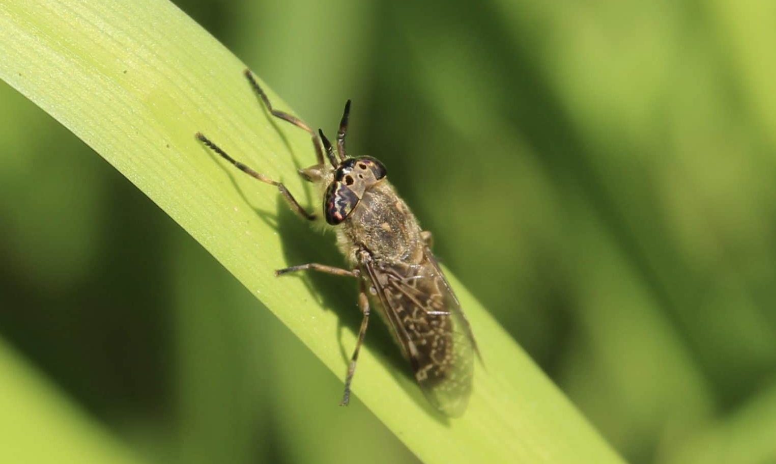 Tan Insecte Gare au Taon jaune ! - Un jardin dans le Marais poitevinUn jardin dans ...