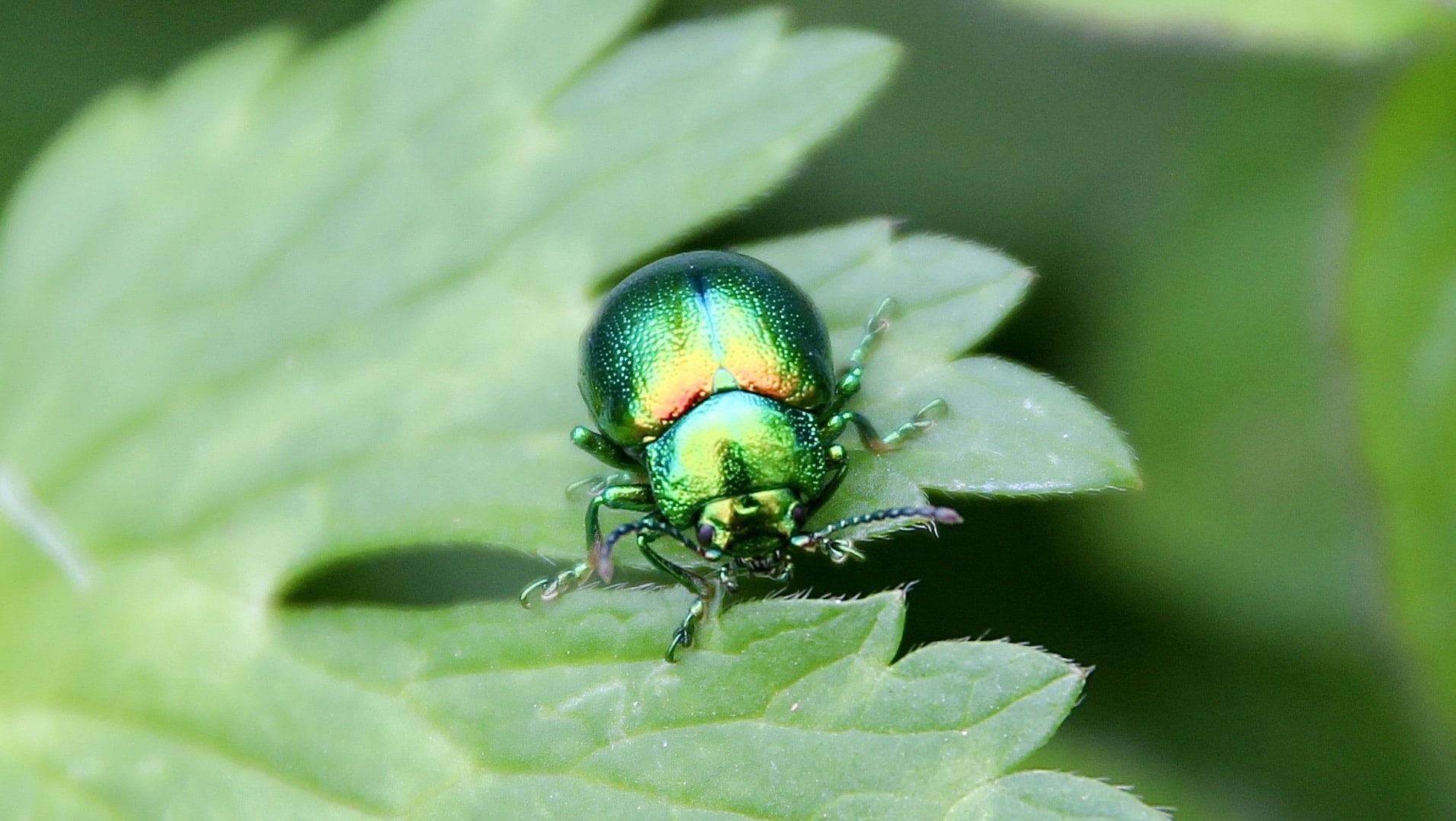 La Chrysomèle de la menthe Un jardin dans le Marais poitevinUn jardin — free download