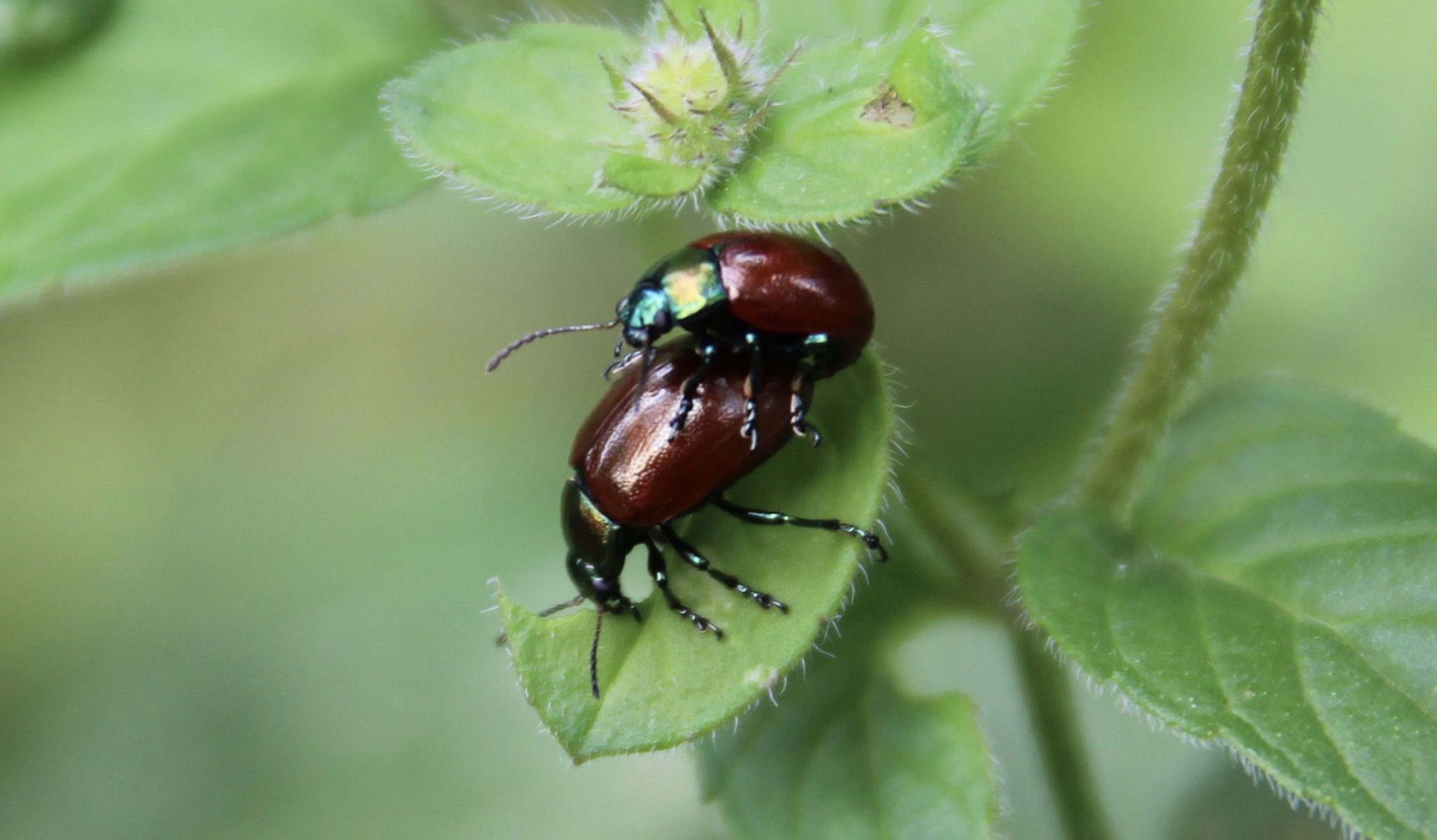 La Chrysomèle de la menthe Un jardin dans le Marais poitevinUn jardin — free download
