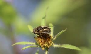 Éristale bronze sur capitule de Bident feuillé.