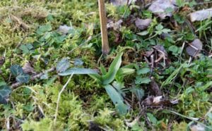 Orchidées sauvages : rosette de l'Ophrys abeille.
