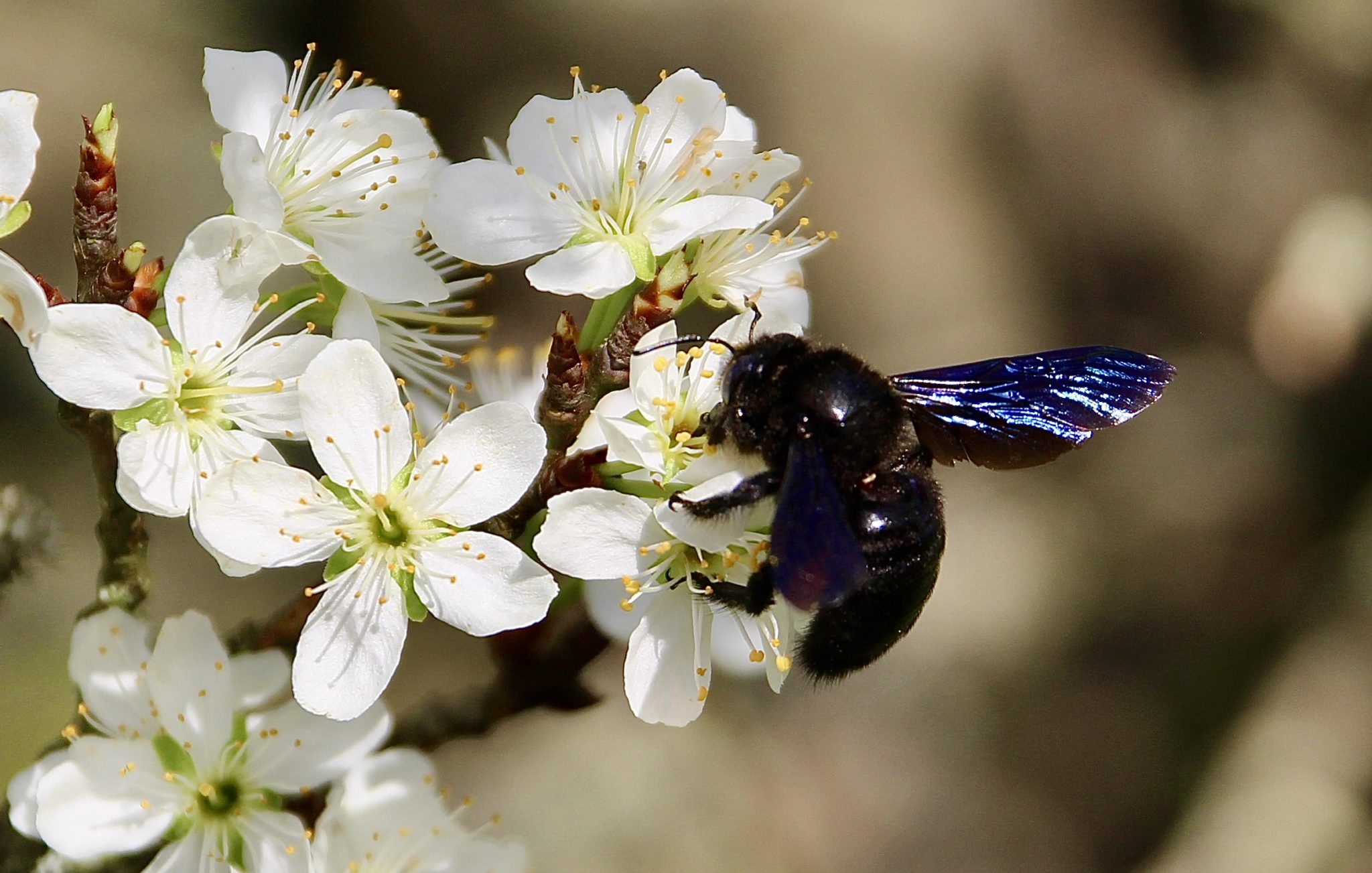 Abeilles sauvages et bourdons Archives - Un jardin dans le Marais