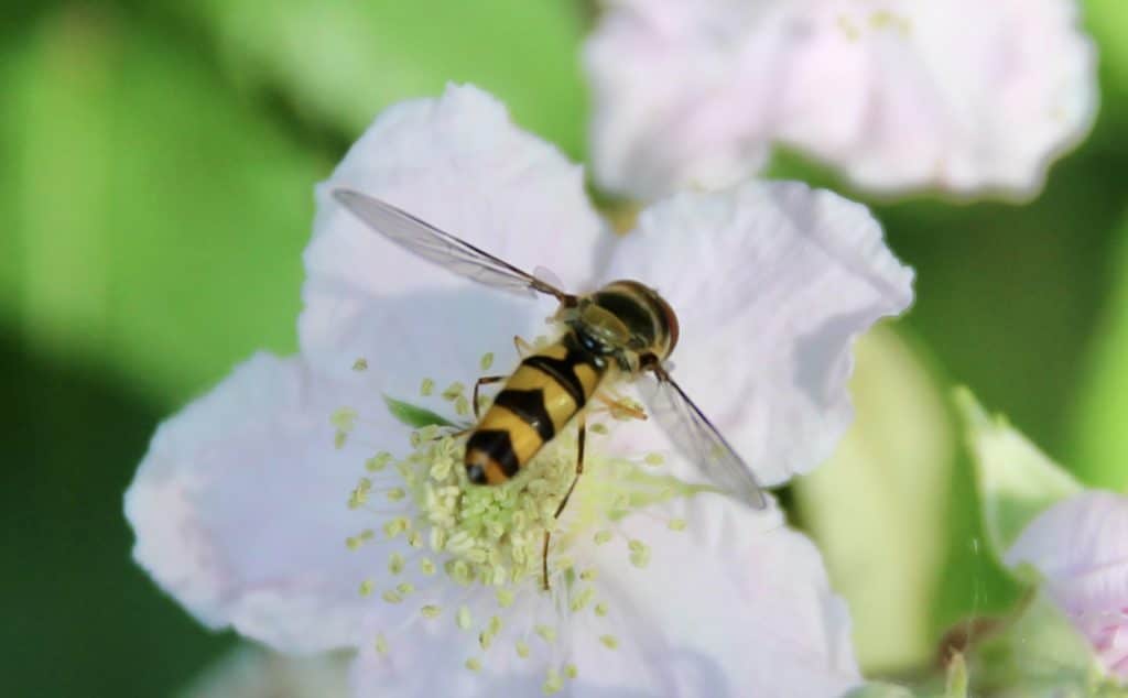 Syrphe à collier doré (Meliscaeva auricollis) sur fleur de ronce commune.