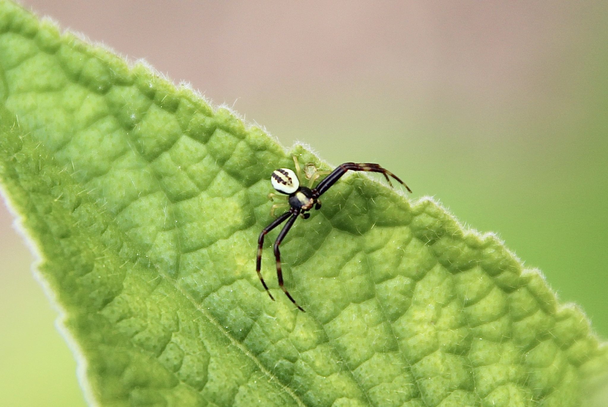 l-araign-e-crabe-un-jardin-dans-le-marais-poitevinun-jardin-dans-le