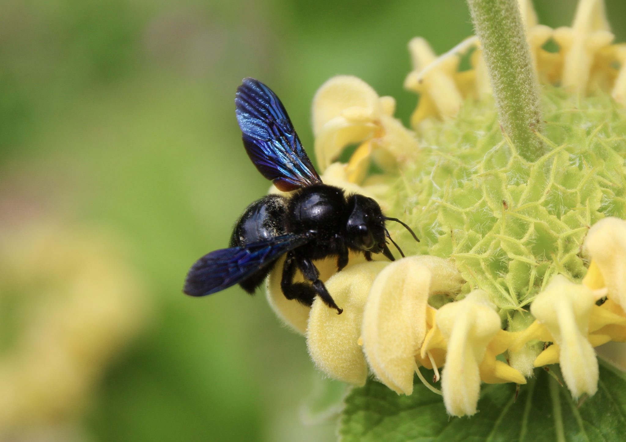 L'Abeille charpentière Un jardin dans le Marais poitevinUn jardin dans le Marais poitevin