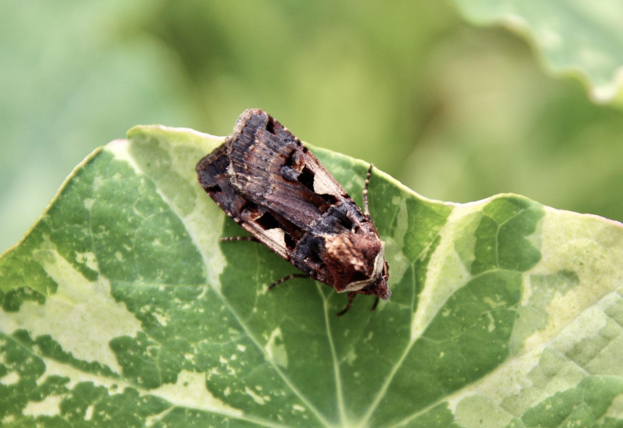 C-noir sur feuille de capucine.