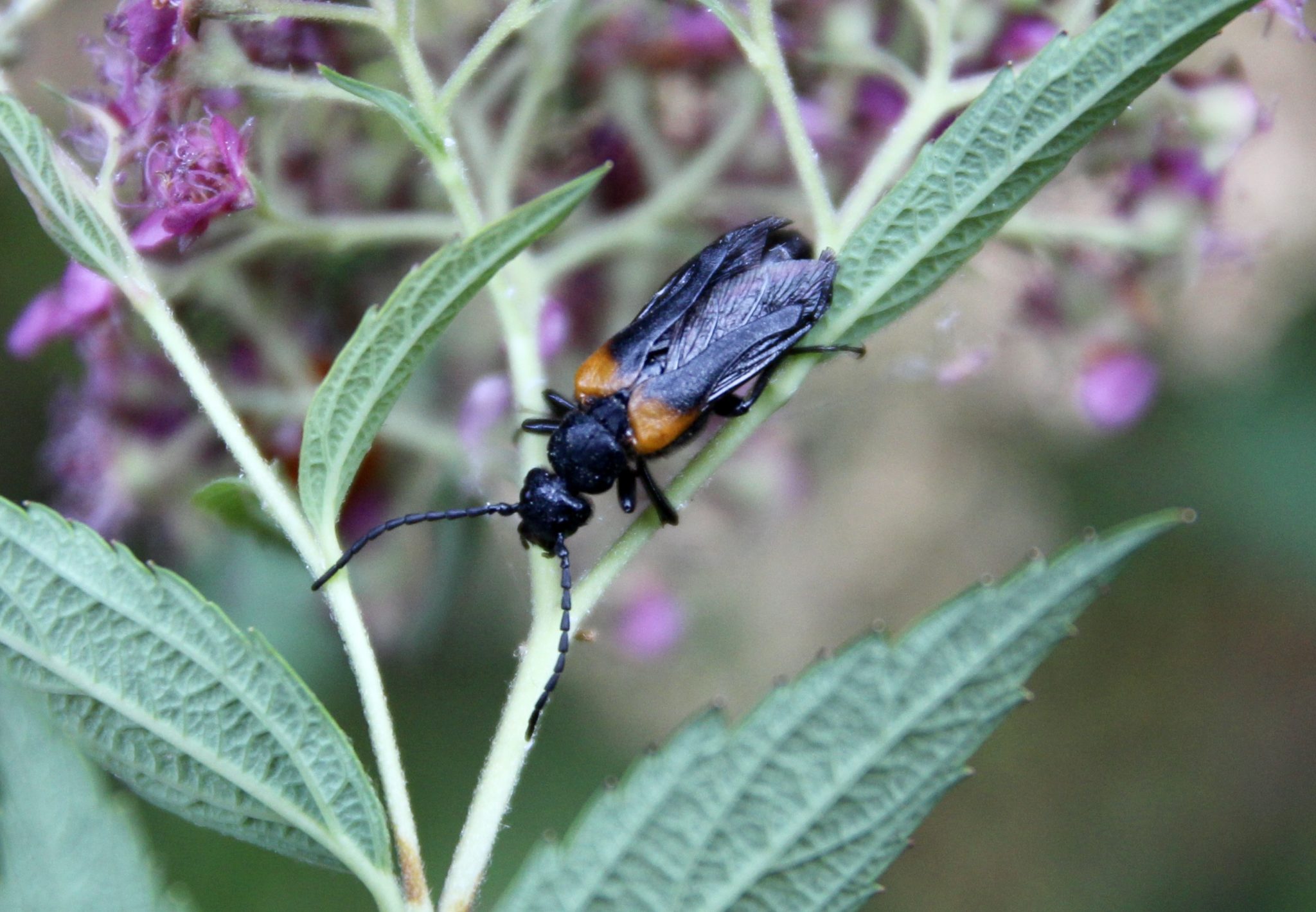 Sitaris des murailles.