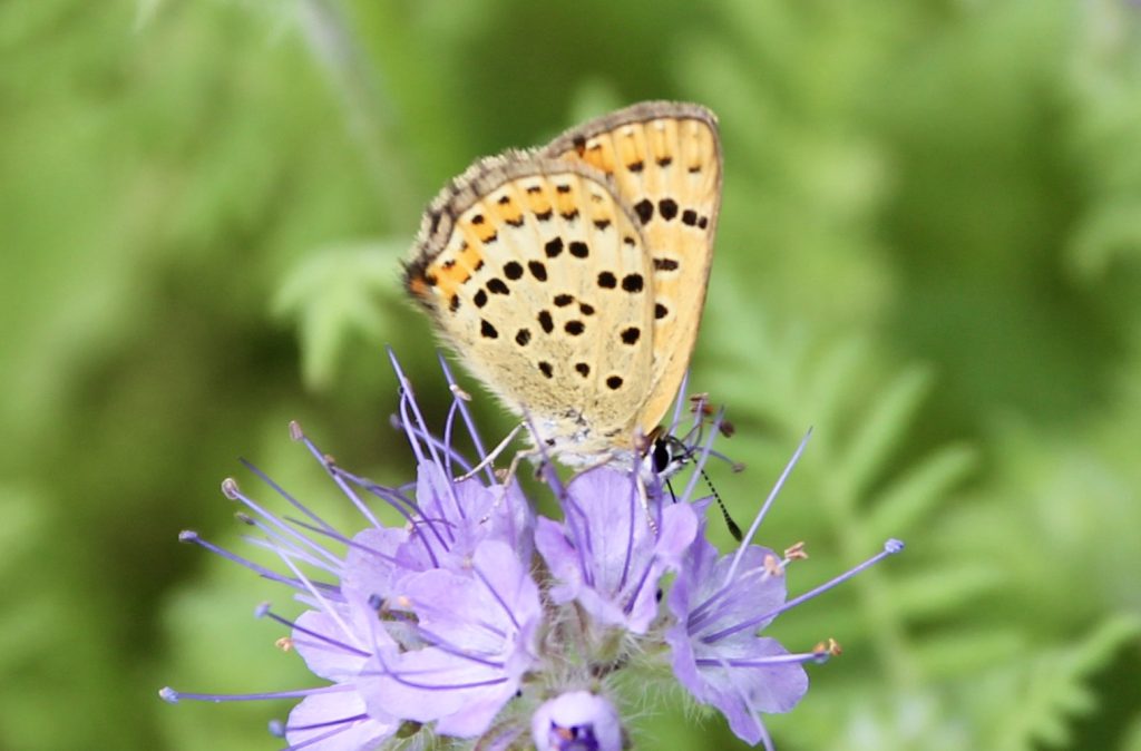 Madame Cuivré fuligineux sur phacélie.