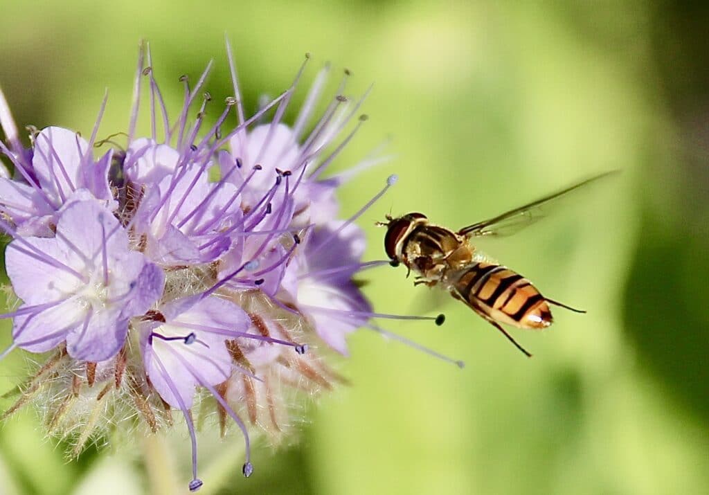 Mouche de la truffe à suivre ! Un jardin dans le Marais poitevinUn jardin dans le Marais