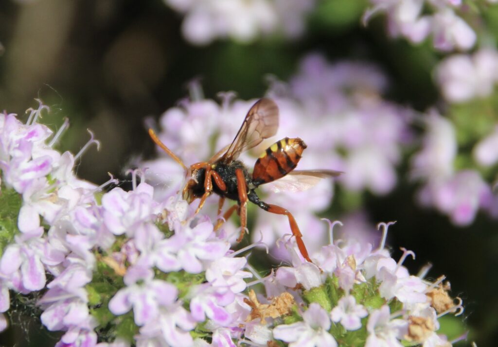 Nomade à ventre rouge (Nomade bifasciata)